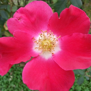 【ちなつ秋薔薇編】😄🌹✨