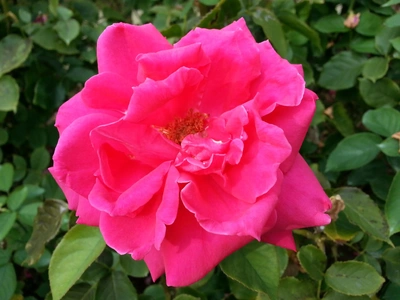 【ちなつ秋薔薇編】😄🌹✨