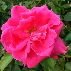 【ちなつ秋薔薇編】😄🌹✨