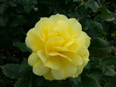 【ちなつ秋薔薇編】😄🌹✨