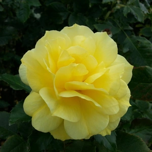 【ちなつ秋薔薇編】😄🌹✨
