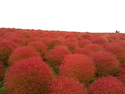 【ちなつ植物編】😄🍂✨