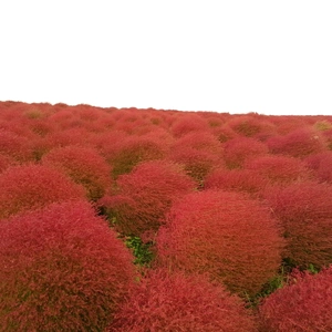 【ちなつ植物編】😄🍂✨