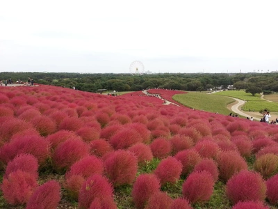 【ちなつ植物編】😄🍂✨