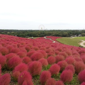 【ちなつ植物編】😄🍂✨