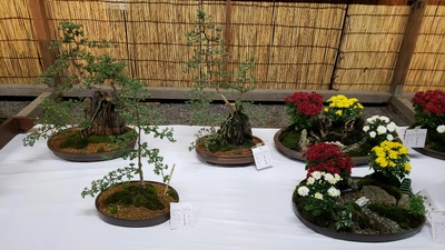 【ちなつ盆栽編】😄🌳✨