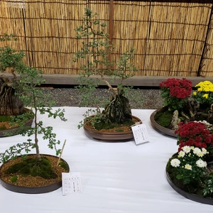 【ちなつ盆栽編】😄🌳✨