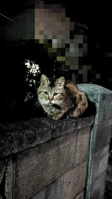 【ちなつ】です😄🐱🌃