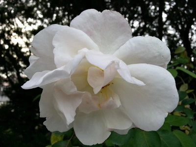 【ちなつ秋薔薇編】😄🌹✨