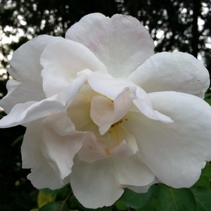 【ちなつ秋薔薇編】😄🌹✨