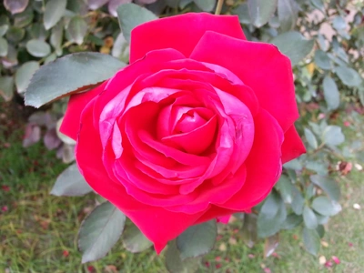 【ちなつ秋薔薇編】😄🌹✨