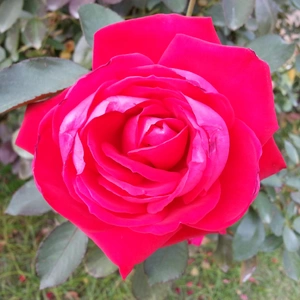 【ちなつ秋薔薇編】😄🌹✨
