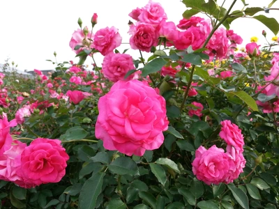 【ちなつ秋薔薇編】😄🌹✨