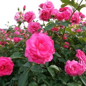 【ちなつ秋薔薇編】😄🌹✨
