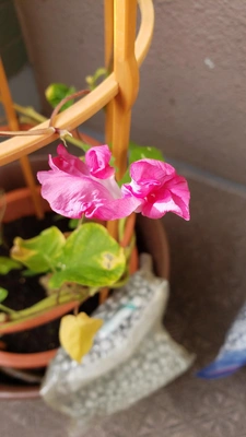 【ちなつ朝顔編】😄💠✨