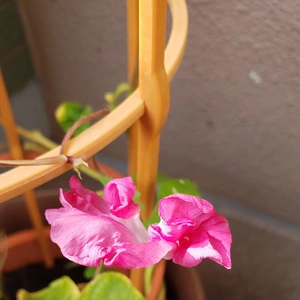 【ちなつ朝顔編】😄💠✨