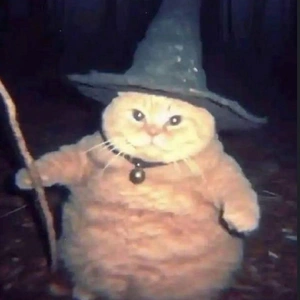 こにゃにゃちわ➰ฅ•ﻌ•ฅ☁️