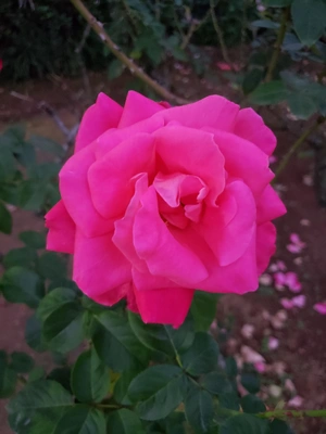 【ちなつ秋薔薇編】😄🌹✨