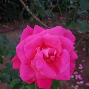 【ちなつ秋薔薇編】😄🌹✨