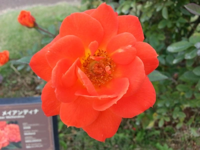 【ちなつ秋薔薇編】😄🌹✨