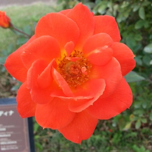 【ちなつ秋薔薇編】😄🌹✨