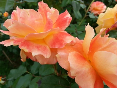 【ちなつ秋薔薇編】😄🌹✨