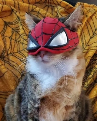 おっはニャンฅ•ﻌ•ฅ☀️✨