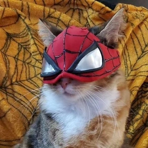 おっはニャンฅ•ﻌ•ฅ☀️✨