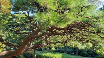 【ちなつ植物編】😄🌳✨