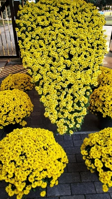 【ちなつお花編】😄🌼✨