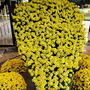 【ちなつお花編】😄🌼✨