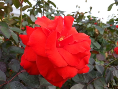 【ちなつ秋薔薇編】😄🌹✨