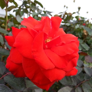 【ちなつ秋薔薇編】😄🌹✨