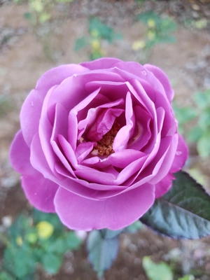 【ちなつ秋薔薇編】😄🌹✨