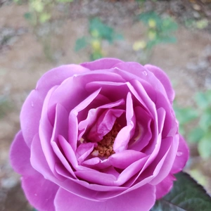 【ちなつ秋薔薇編】😄🌹✨