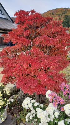 【ちなつ紅葉編】😄🍁✨