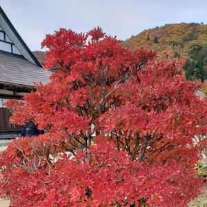 【ちなつ紅葉編】😄🍁✨