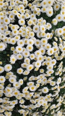 【ちなつお花編】😄🌼✨