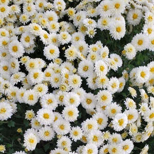 【ちなつお花編】😄🌼✨