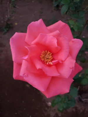 【ちなつ冬薔薇編】😄🌹✨