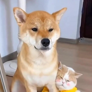 おっはニャン➰ฅ•ﻌ•ฅ☔