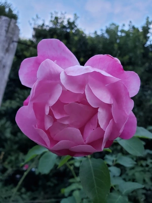 【ちなつ冬薔薇編】😄🌹✨