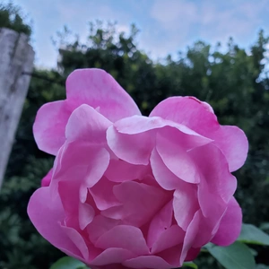 【ちなつ冬薔薇編】😄🌹✨