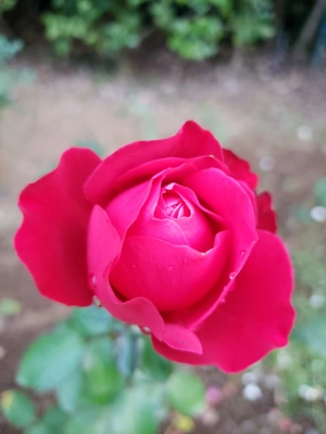 【ちなつ冬薔薇編】😄🌹✨