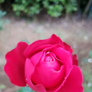 【ちなつ冬薔薇編】😄🌹✨