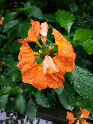 【ちなつお花編】😄🌼✨