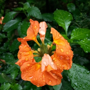 【ちなつお花編】😄🌼✨