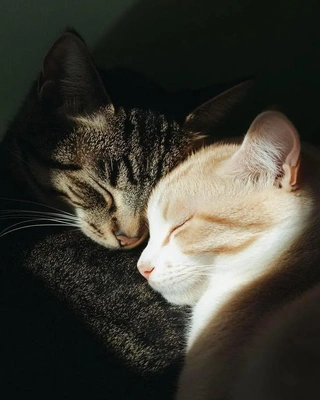 おっはニャンฅ•ﻌ•ฅ☀️✨