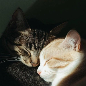 おっはニャンฅ•ﻌ•ฅ☀️✨