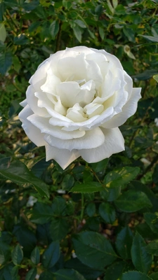 【ちなつ冬薔薇編】😄🌹✨